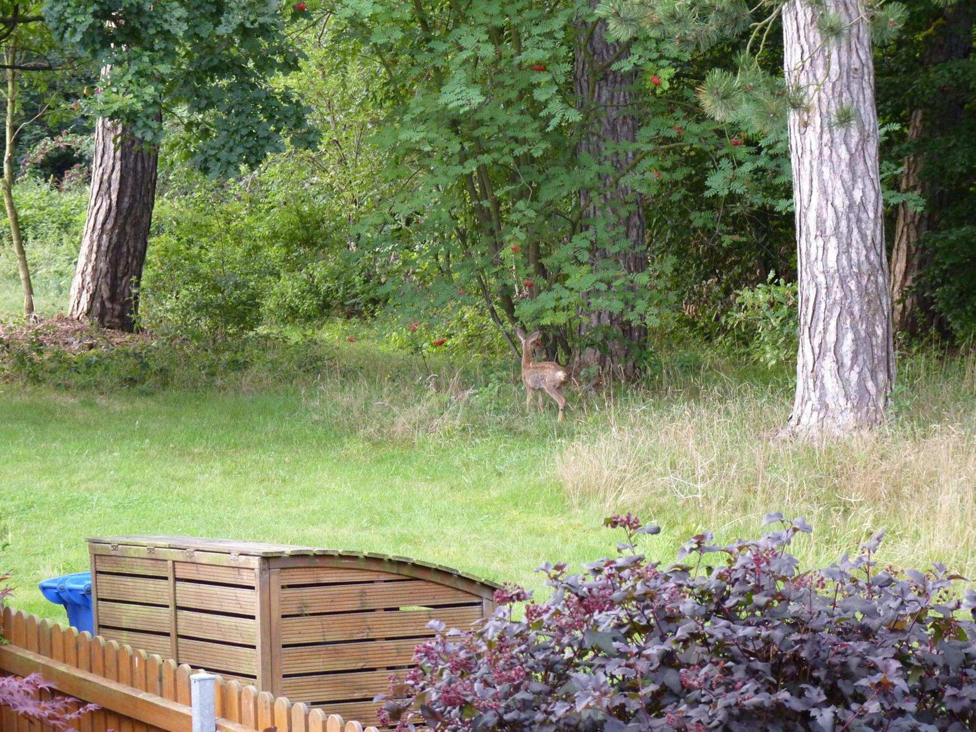 Ferienwohnung Im Wald Mit Kamin Bad Harzburg Kültér fotó