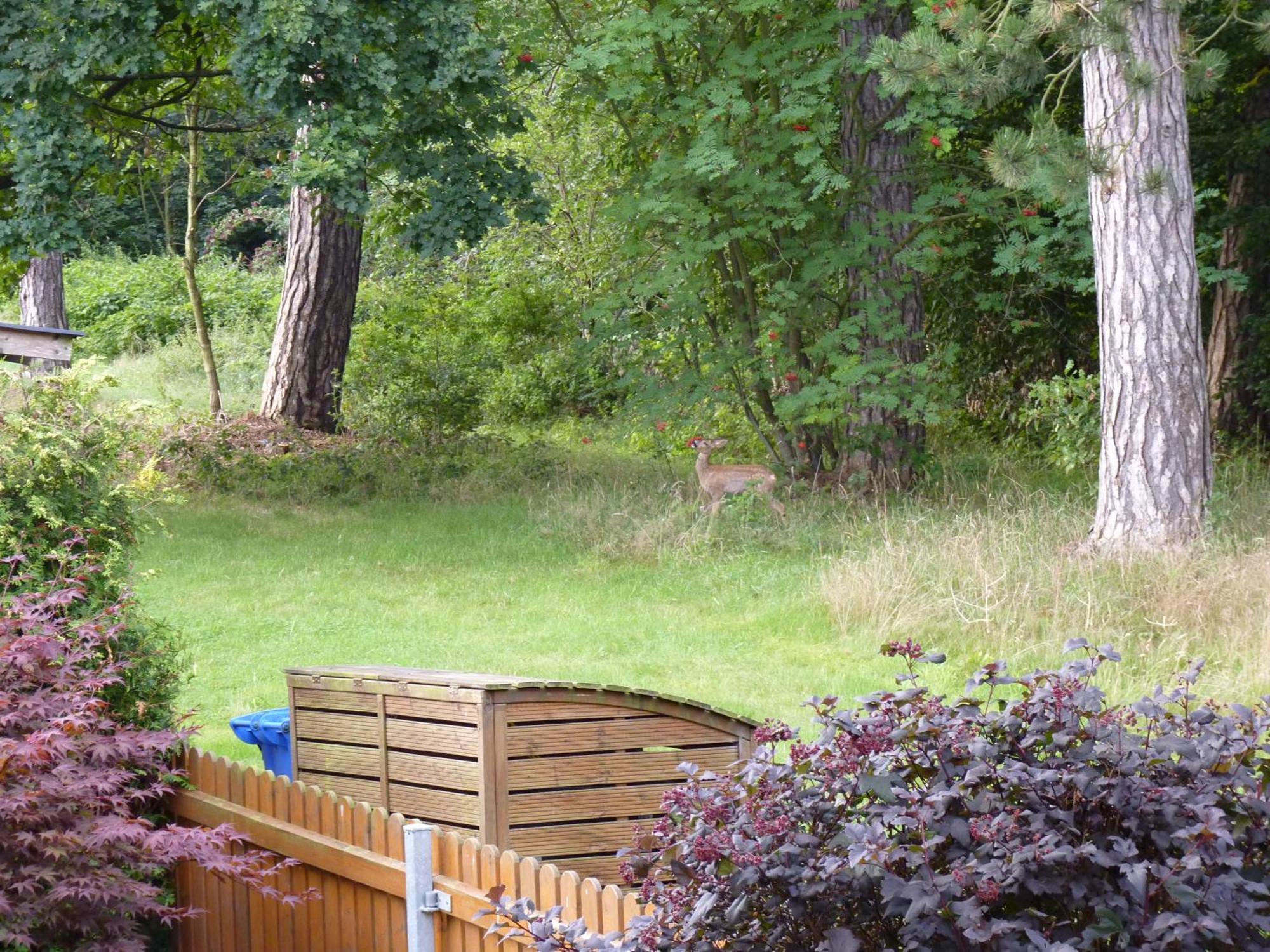 Ferienwohnung Im Wald Mit Kamin Bad Harzburg Kültér fotó